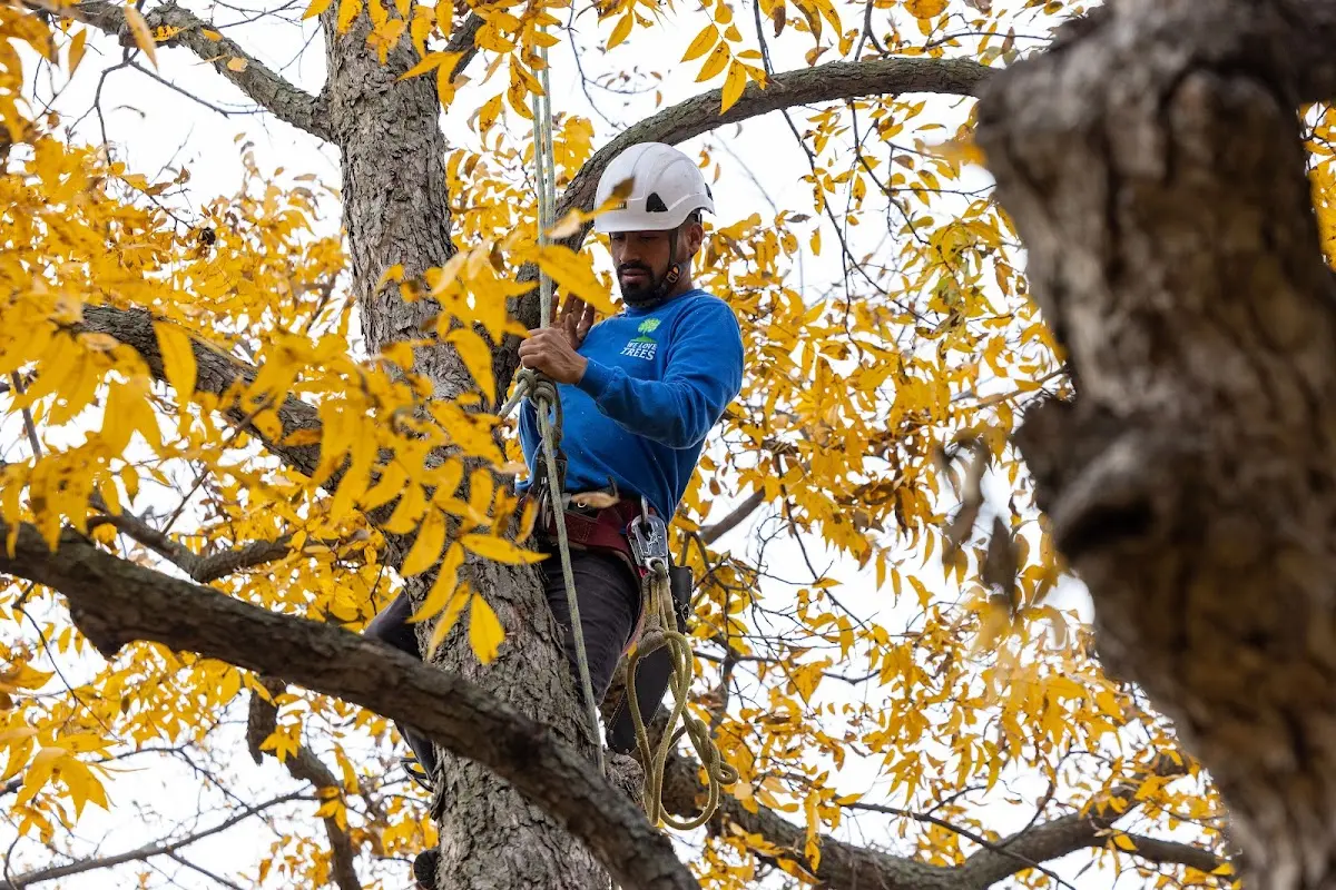 Skilled Dead Tree Removal crew working in Manistique